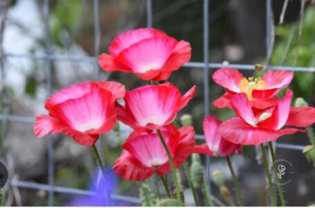 10 Tips for Making the Perfect Poppy Pod