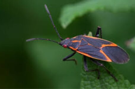 Why do boxelder bugs release odor when disturbed inside homes?